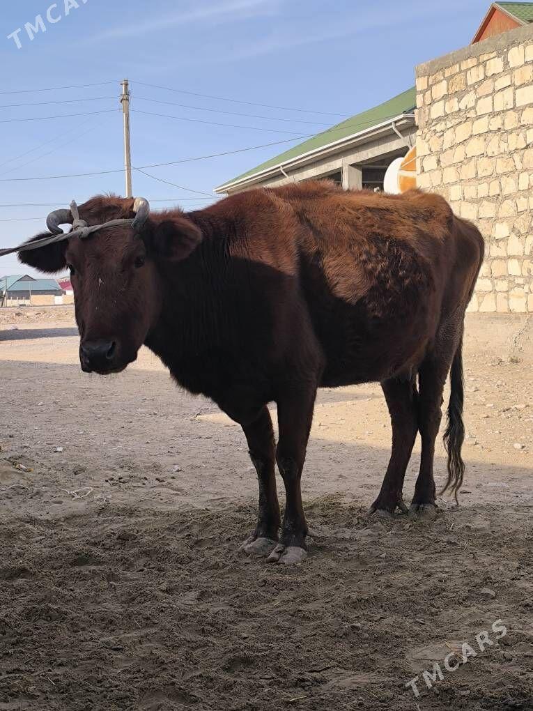 goleli sygyr - Balkanabat - img 1