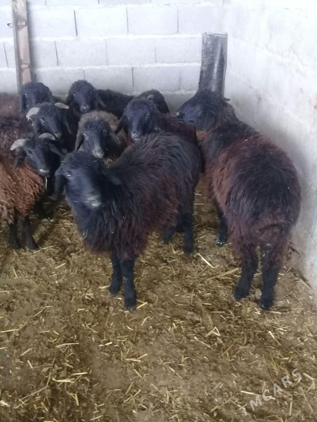 Garaköl toklylar - Бахарден - img 1