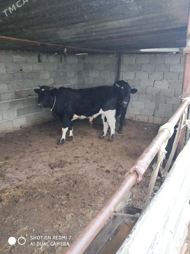 öküzler - Туркменбаши - img 1