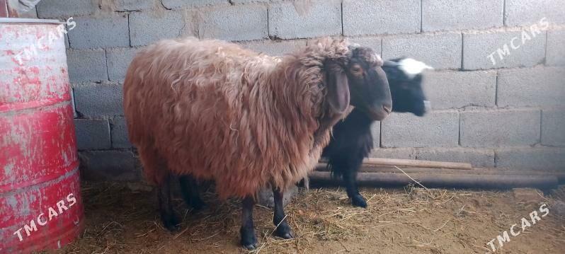 guzy - Бахарден - img 1