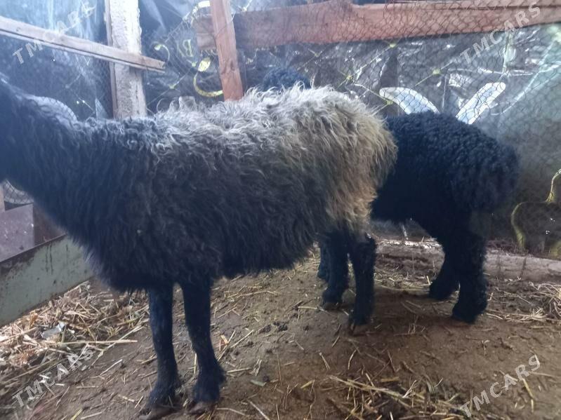 гоюн - Мары - img 1