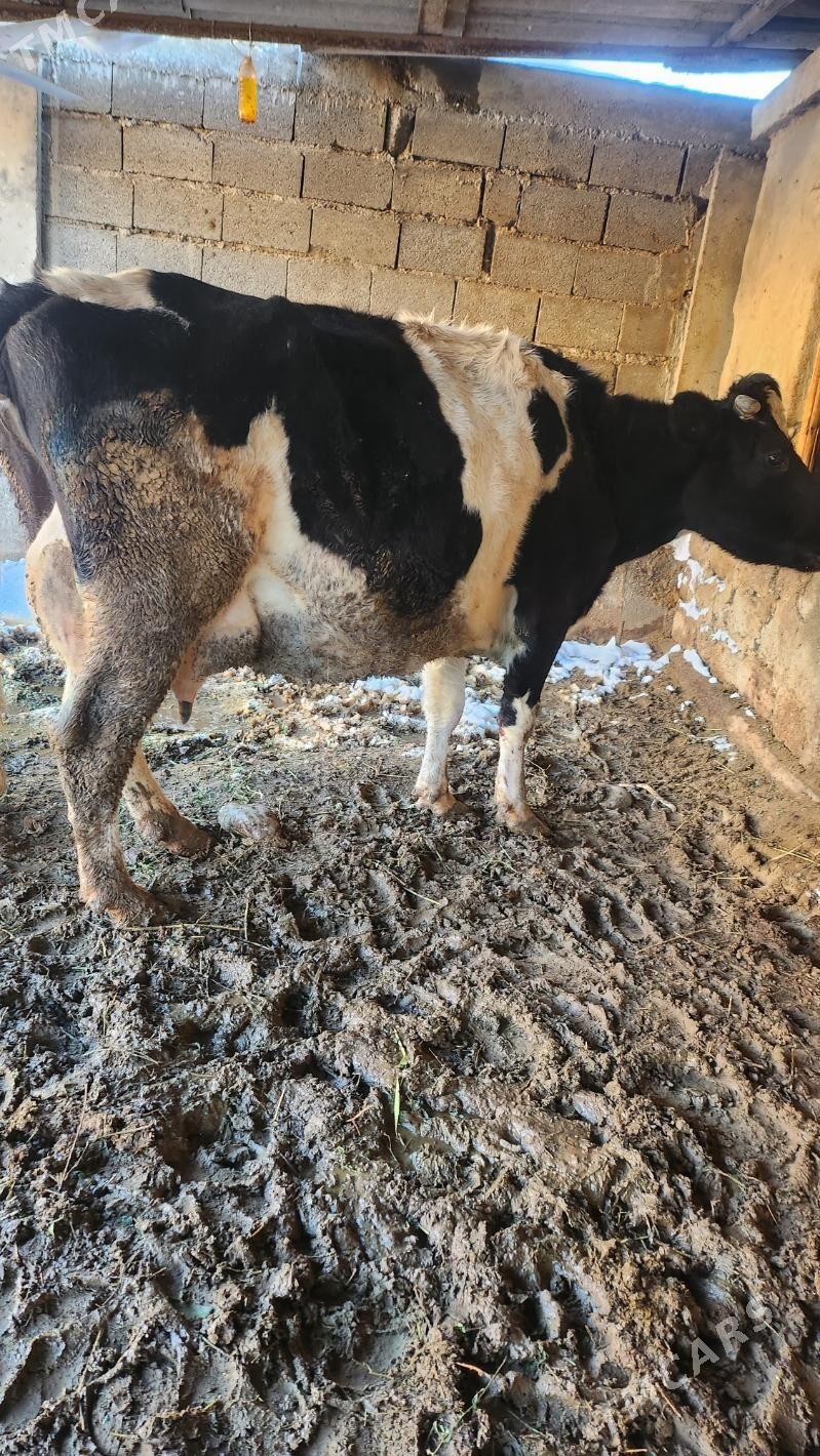 sygyr - Aşgabat - img 1