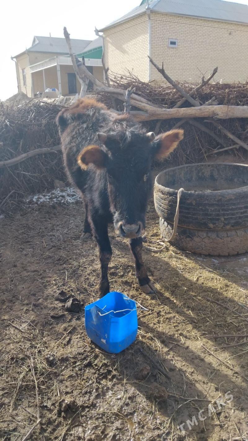 Gulajyn - Sakarçäge - img 1