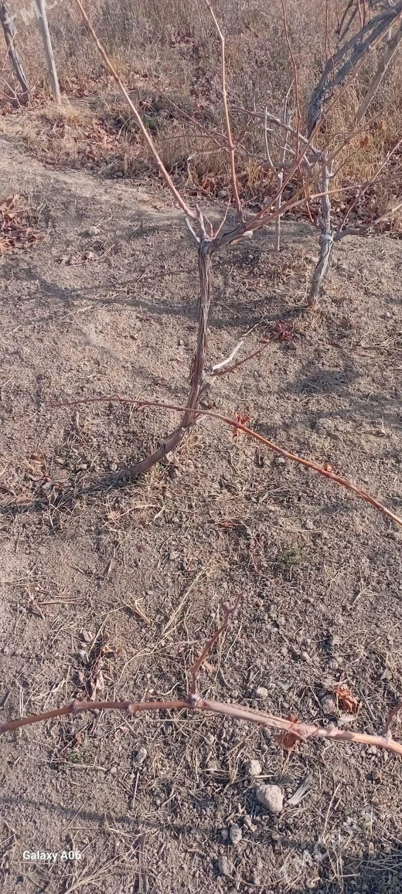 uzum nahal - Мургап - img 1