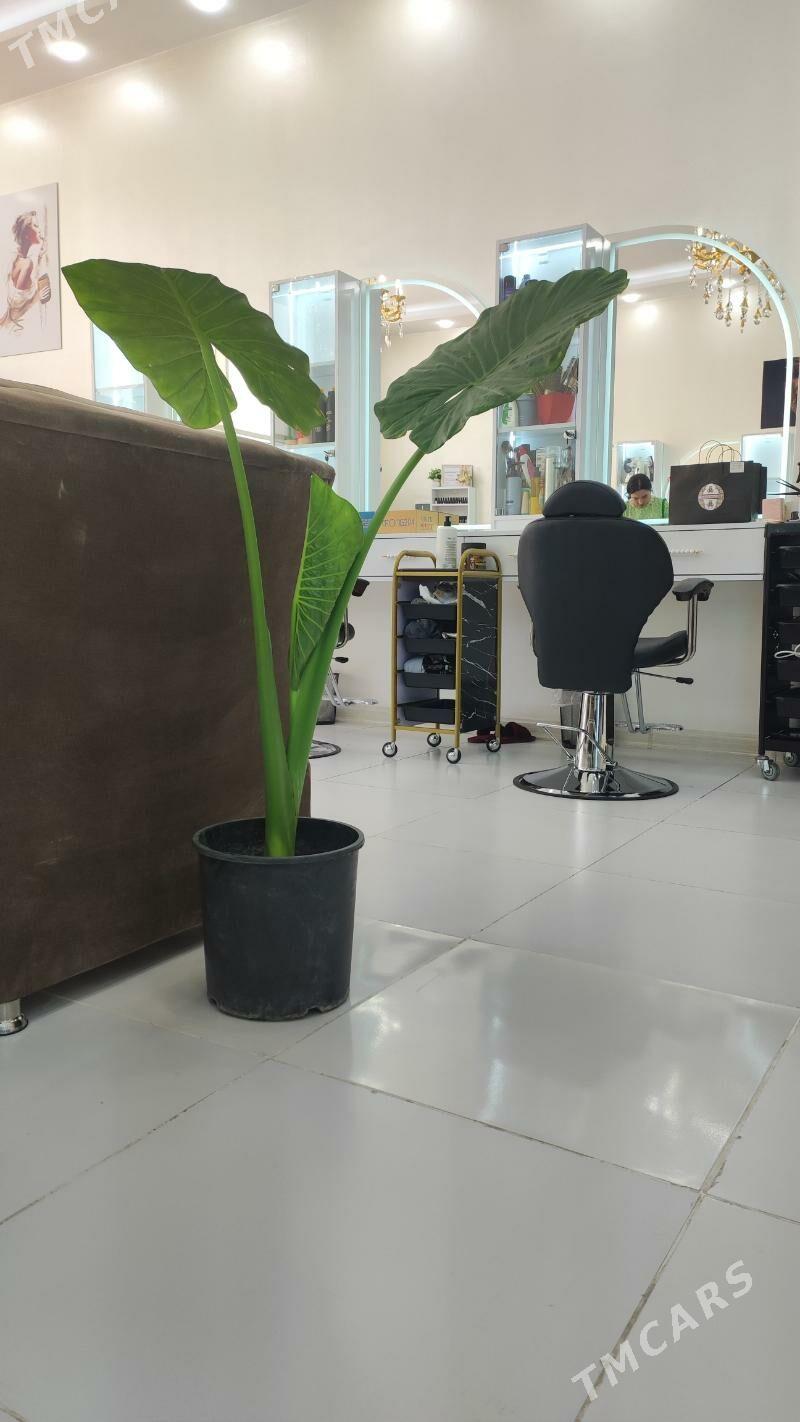 salonda yer bar arenda - Aşgabat - img 1