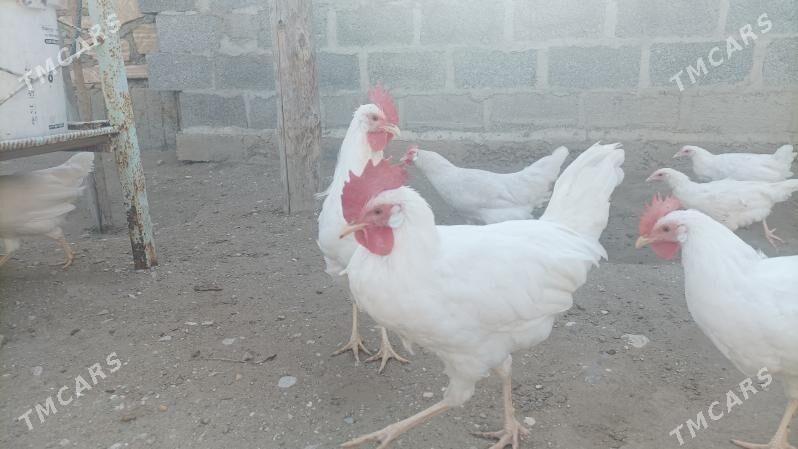 juyje - Gumdag - img 1