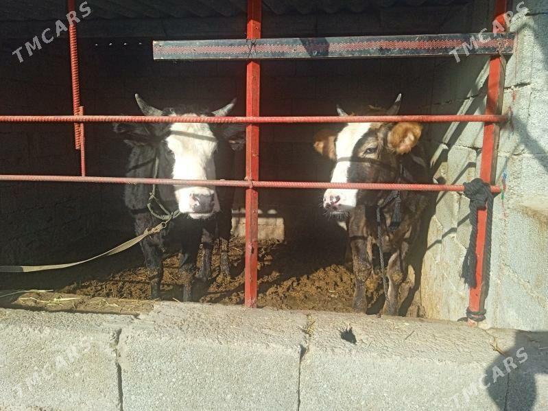 öküz tüwe - Aşgabat - img 1