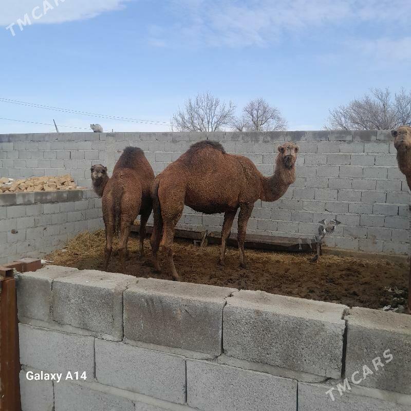 düÿe - Бахарден - img 1