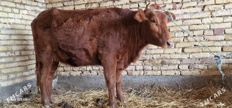 bogaz sygyr - Дянев - img 1