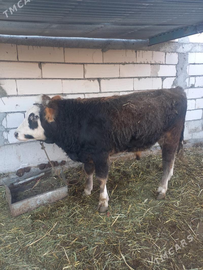 öküzçe - Gökdepe - img 1