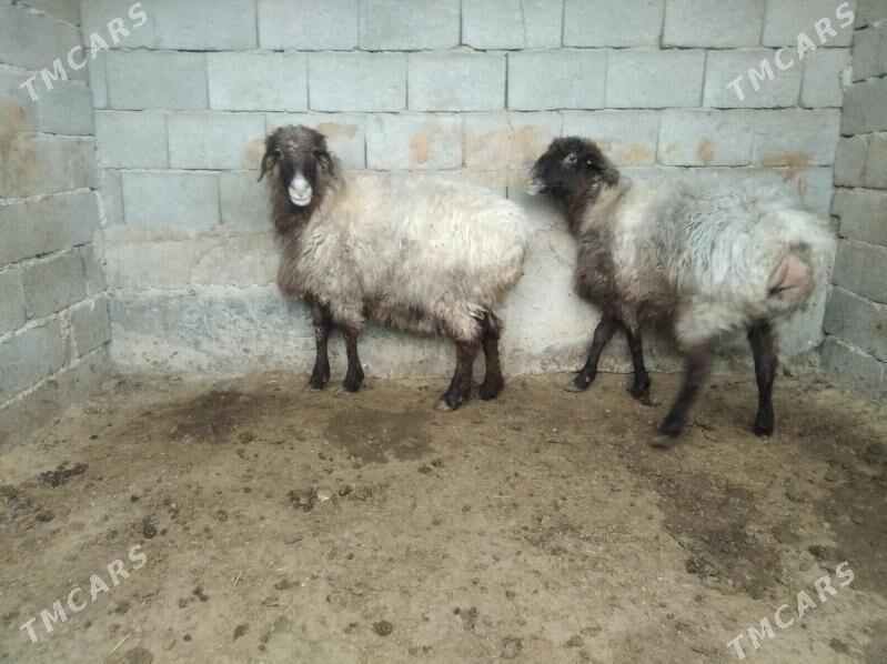 Goyun - Джебел - img 1