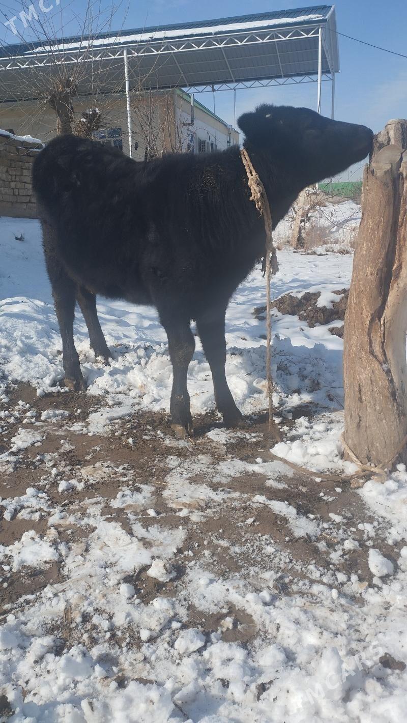 Tuwe - Bagyr - img 1