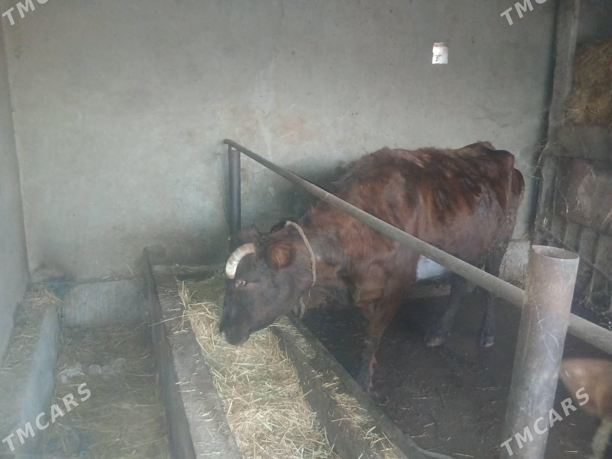 Sygyr - Babadaýhan - img 1