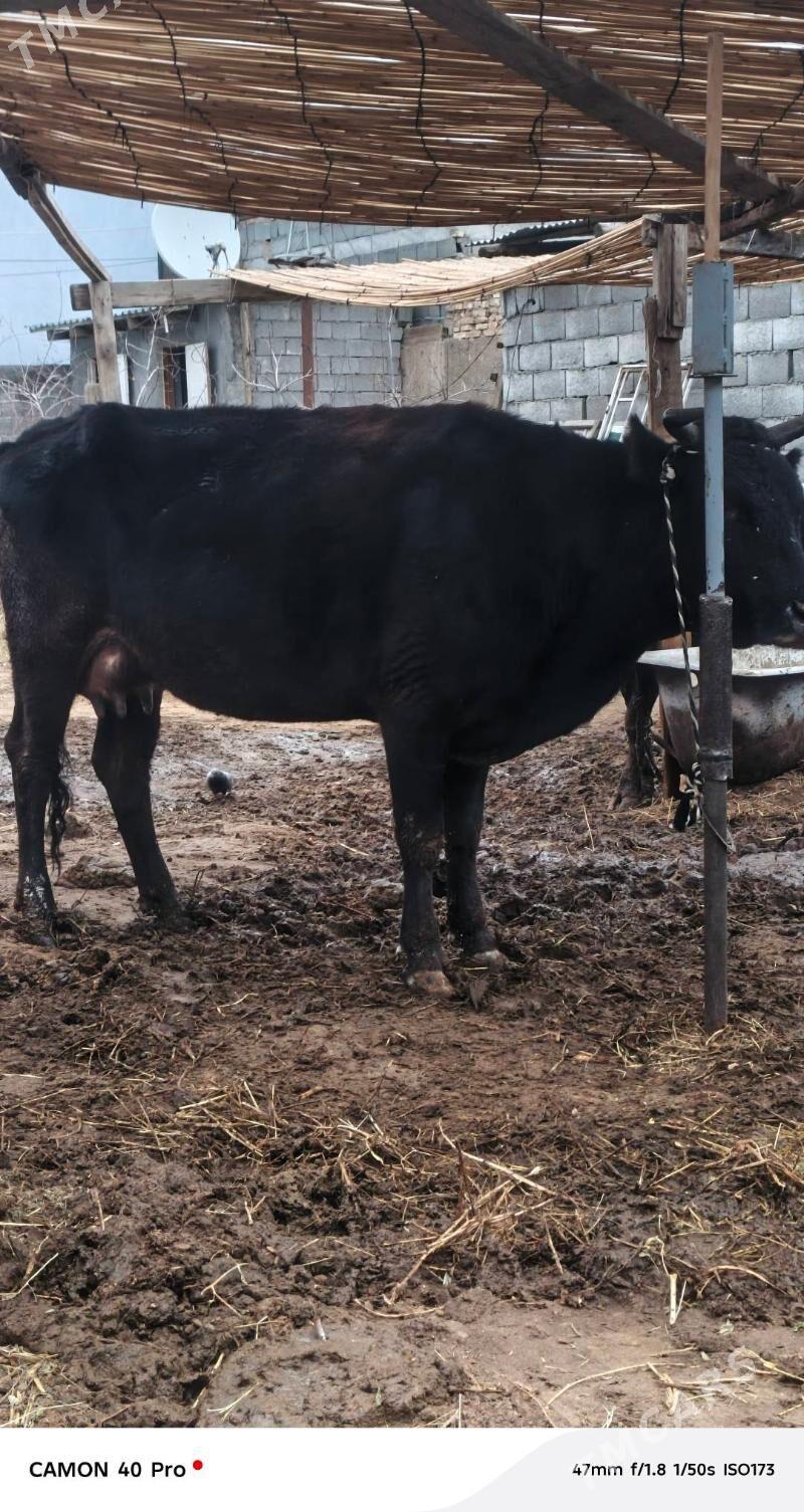 Göleli Bogoz Sygyr - Чоганлы - img 1