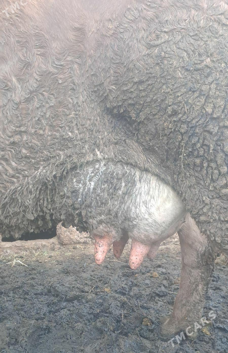 GOLELY SYGYR - Bäherden - img 1