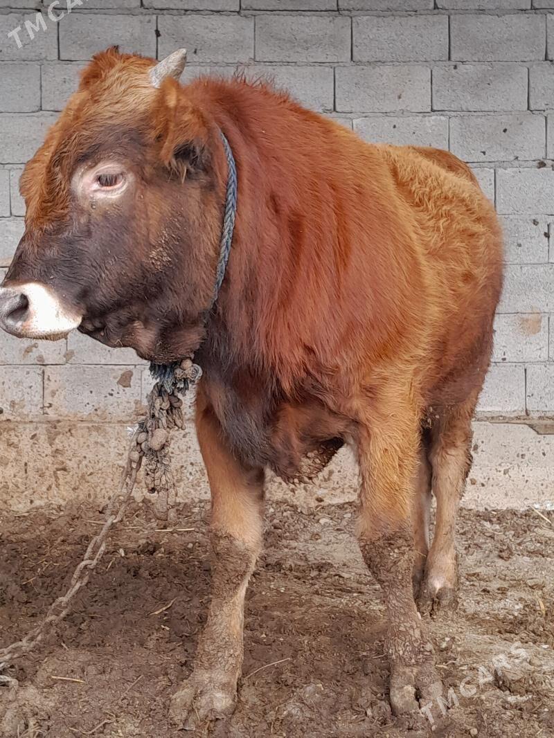 ökùzler - Bäherden - img 1