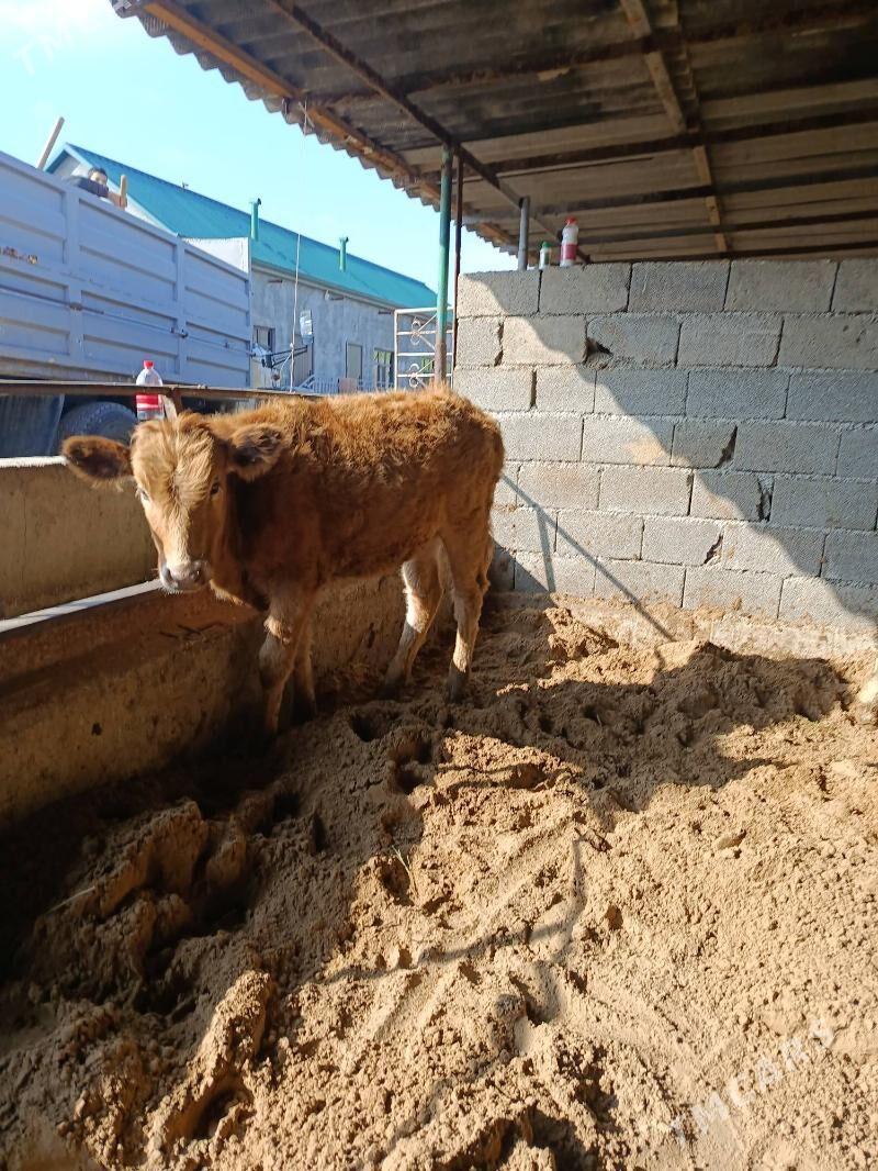 tuwe - Büzmeýin - img 1