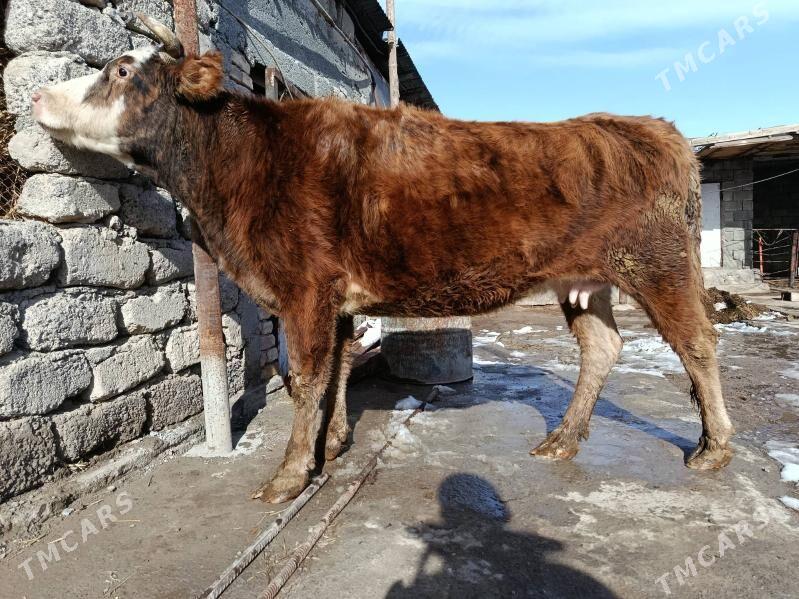 Gysyr sygyr - Гёкдепе - img 1