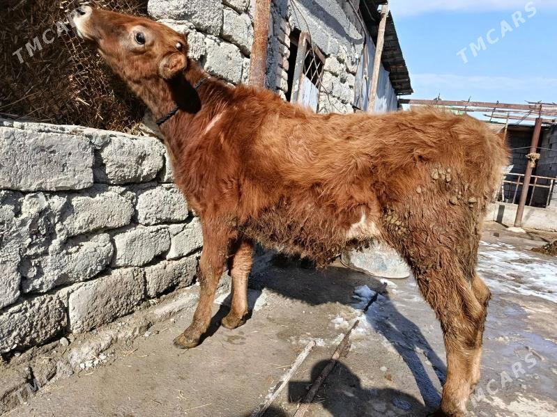 öküz işdäsi söz ýok - Гёкдепе - img 1