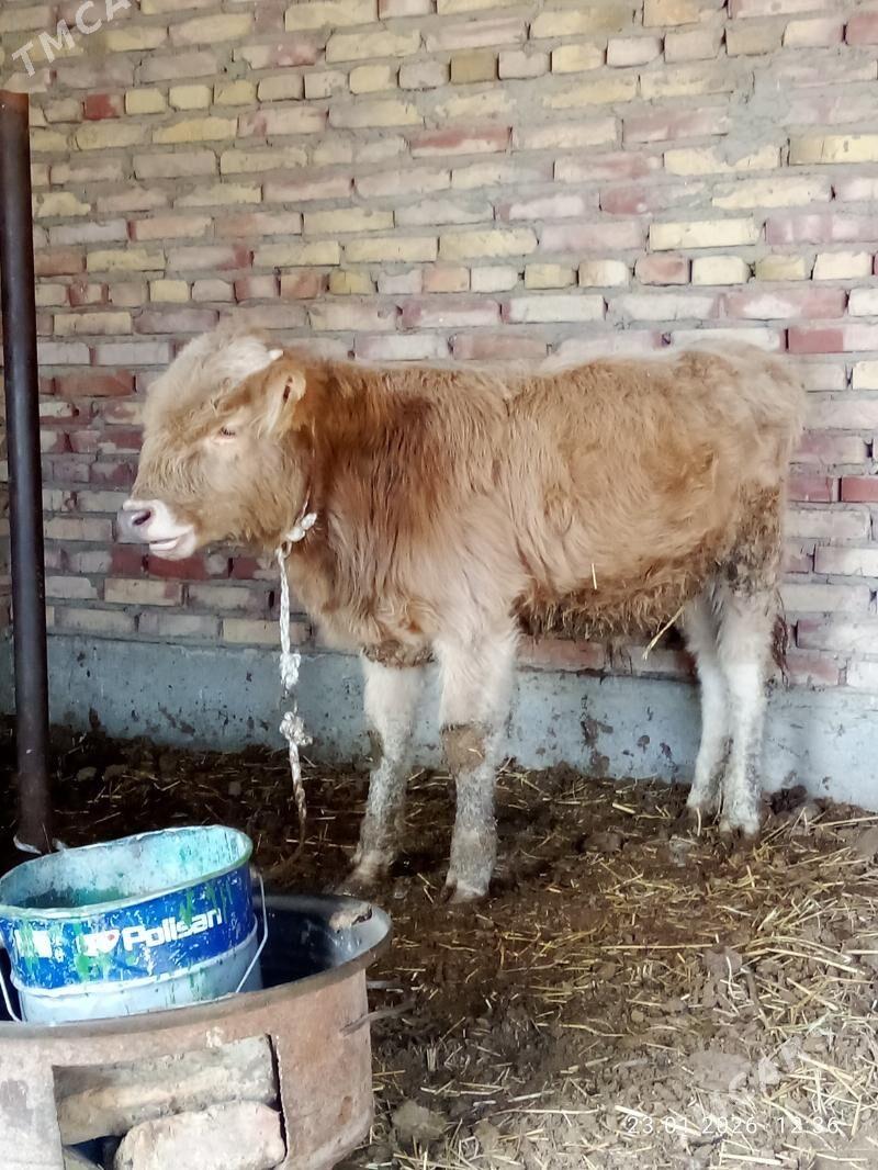 Öküz Gibrit Tohum - Gökdepe - img 1