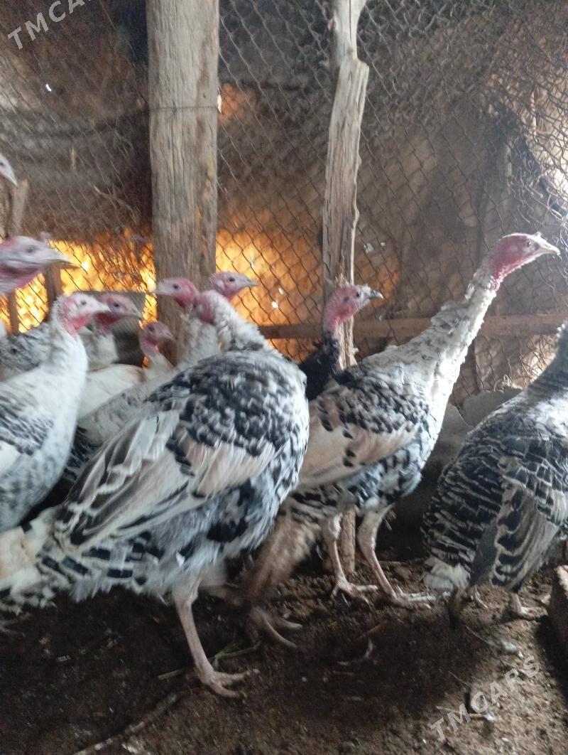 induk - Мары - img 1