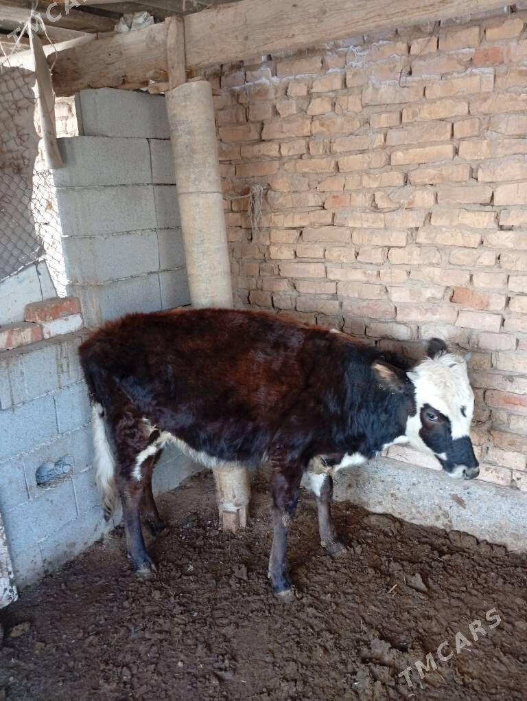 göle - Tejen - img 1