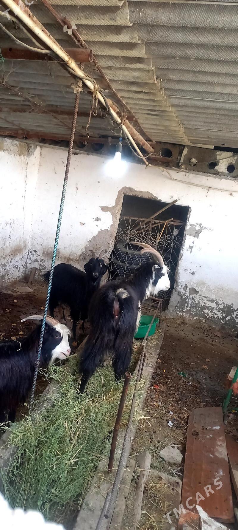 geci erkec - Gökdepe - img 1