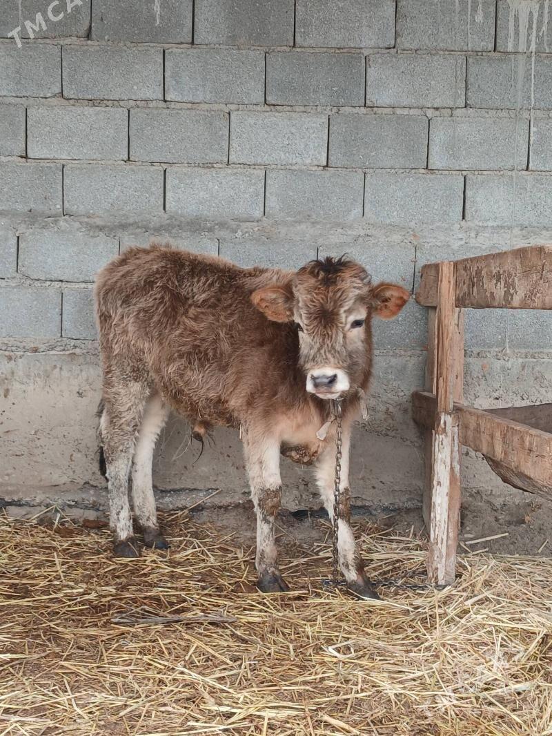 OKUZ - Gökdepe - img 1