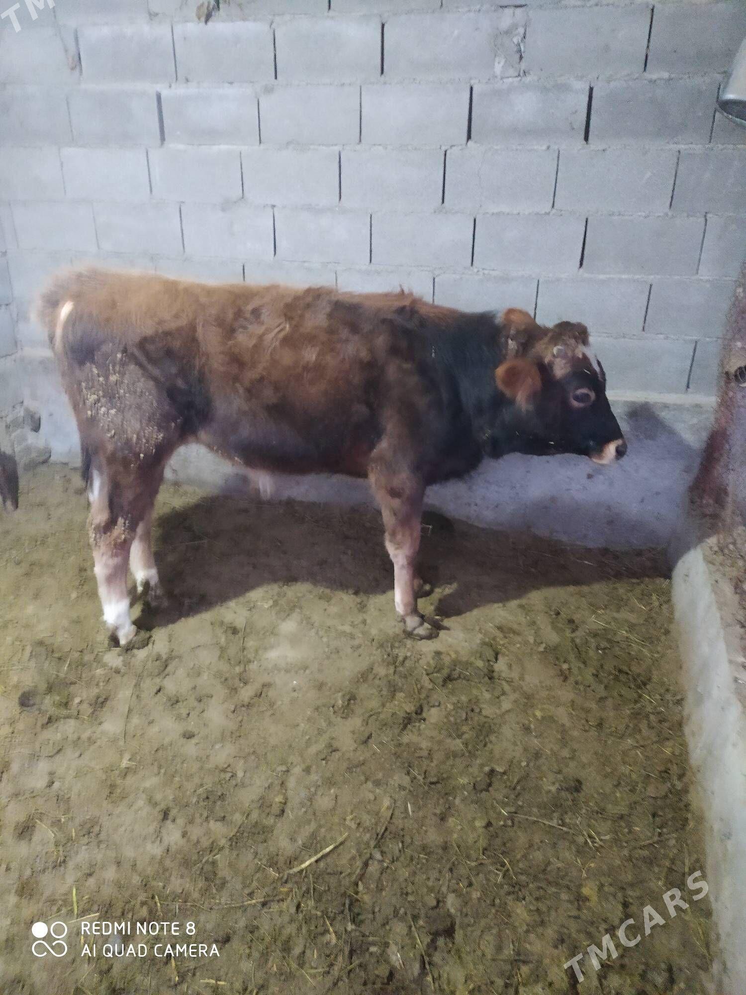 okuz - Бахарден - img 1