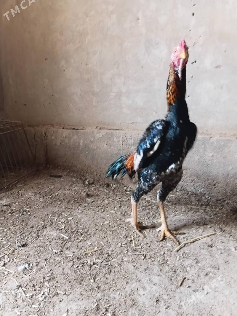 horaz - Дашогуз - img 1