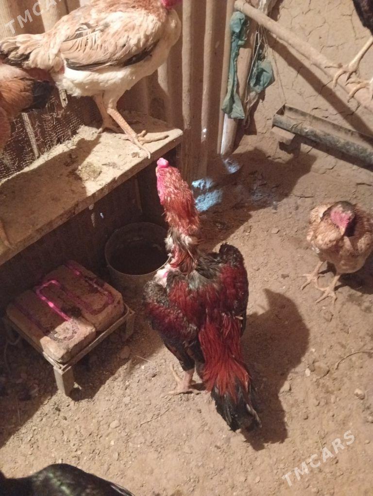 Bayes - Wekilbazar - img 1