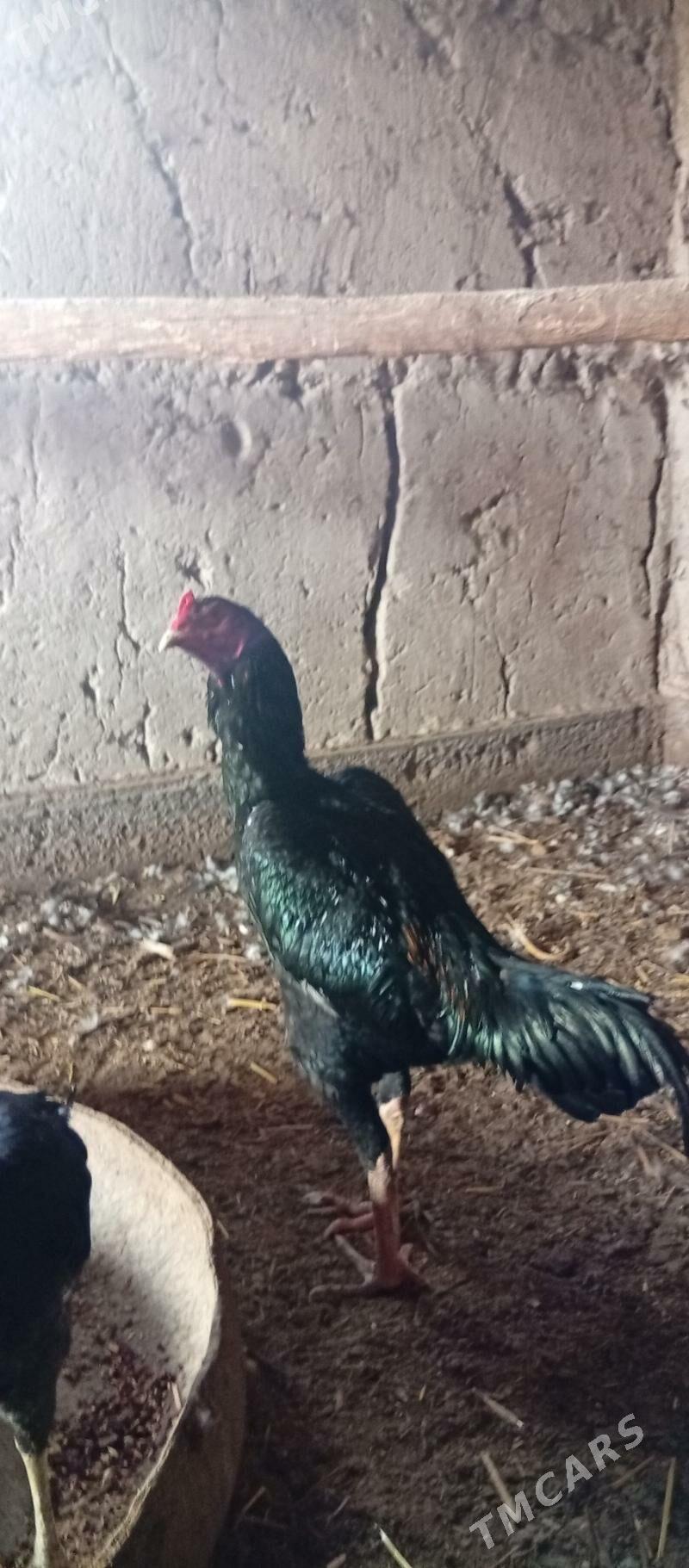 Deken horaz - Губадаг - img 1