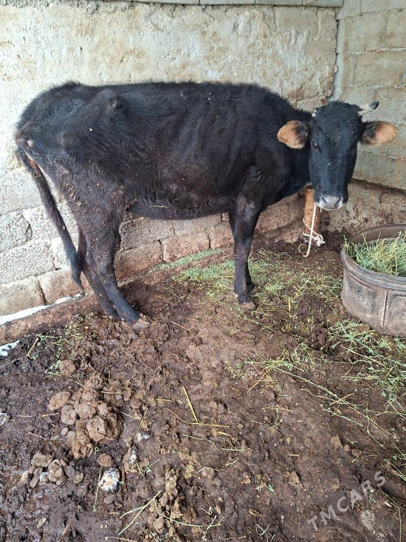 gysyr sygyr - Garadamak Şor - img 1