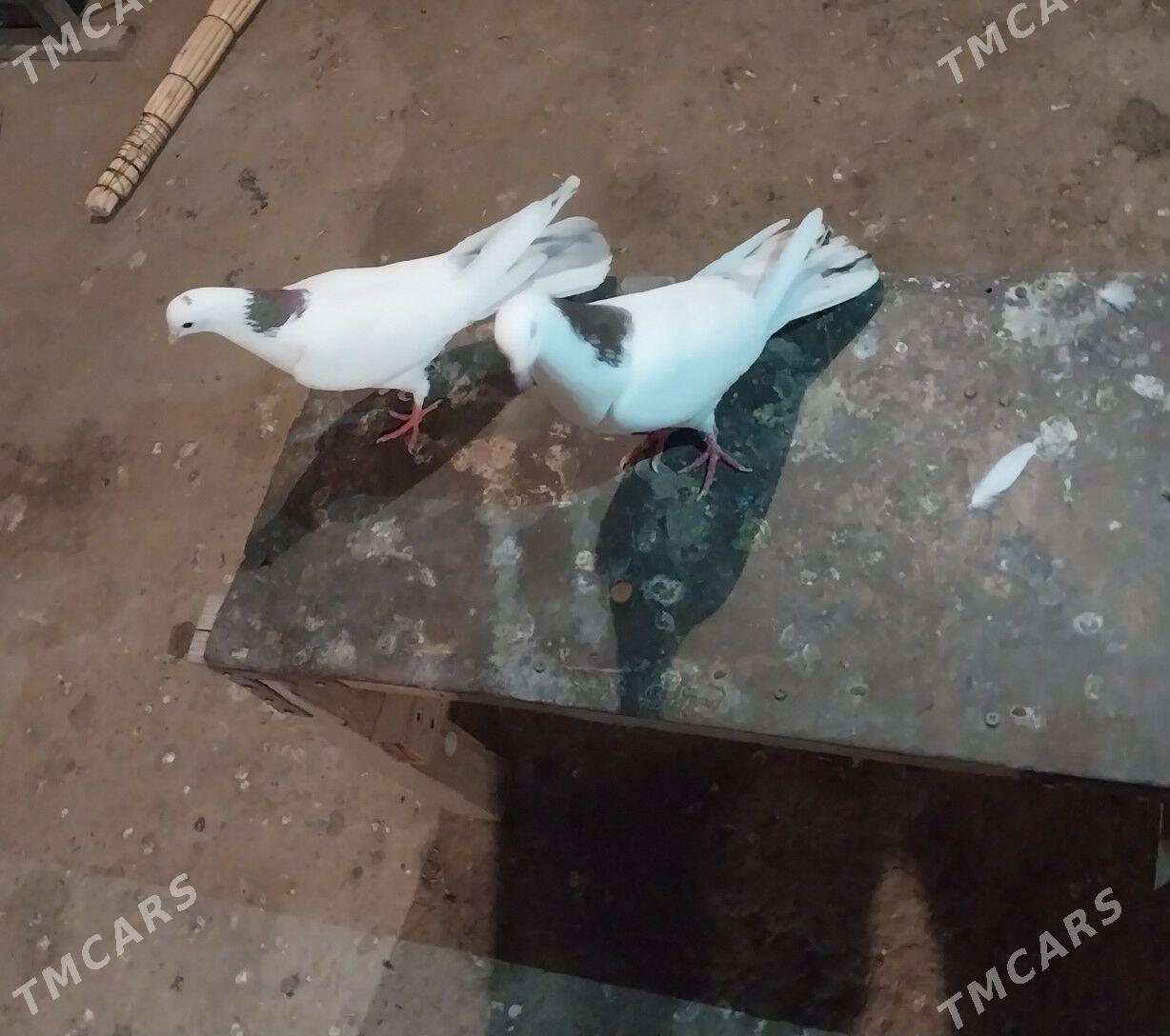 kepderi - Gyzylarbat - img 1