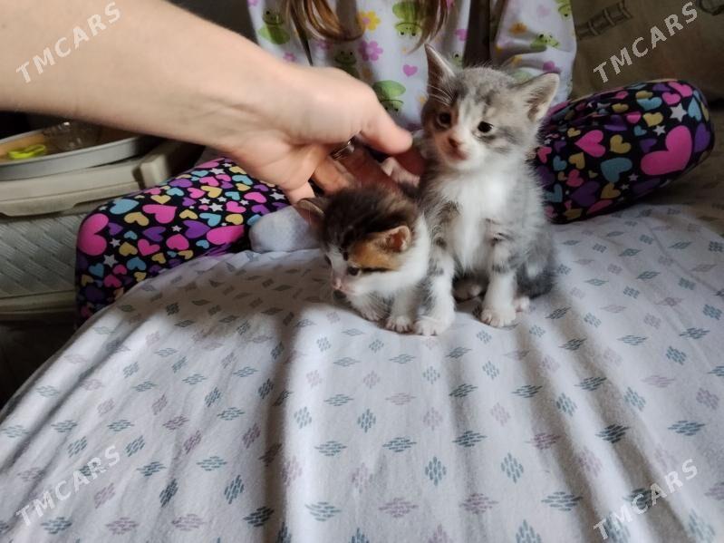 Отдаем в Добрые руки - Ашхабад - img 1