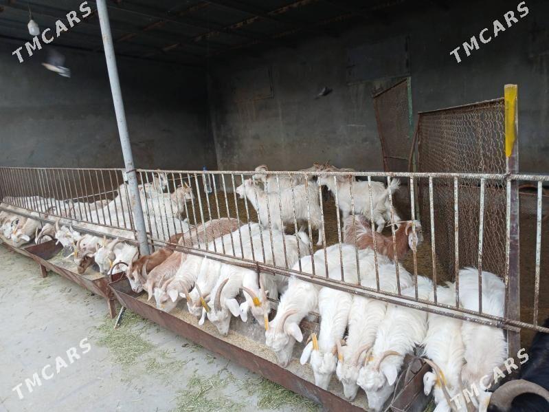 erkec - Gökdepe - img 1