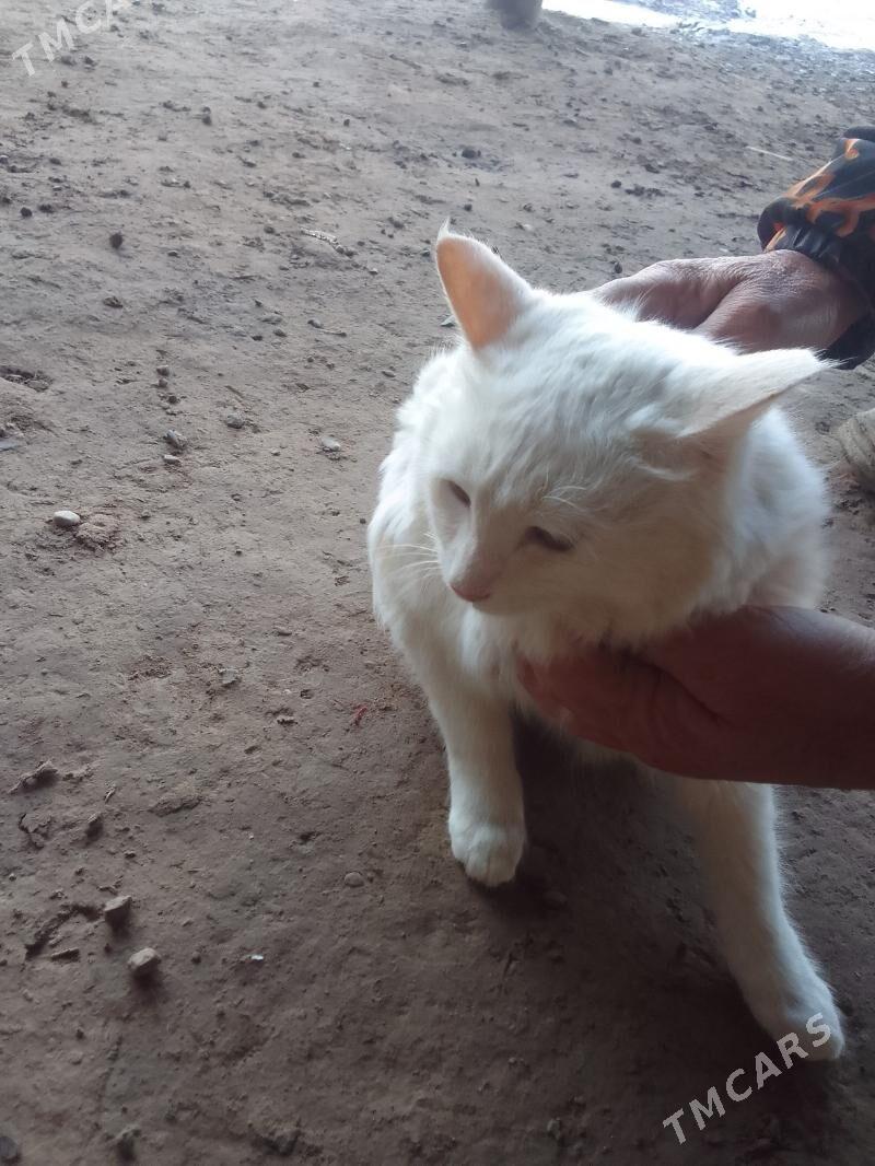 pişik - Дянев - img 1