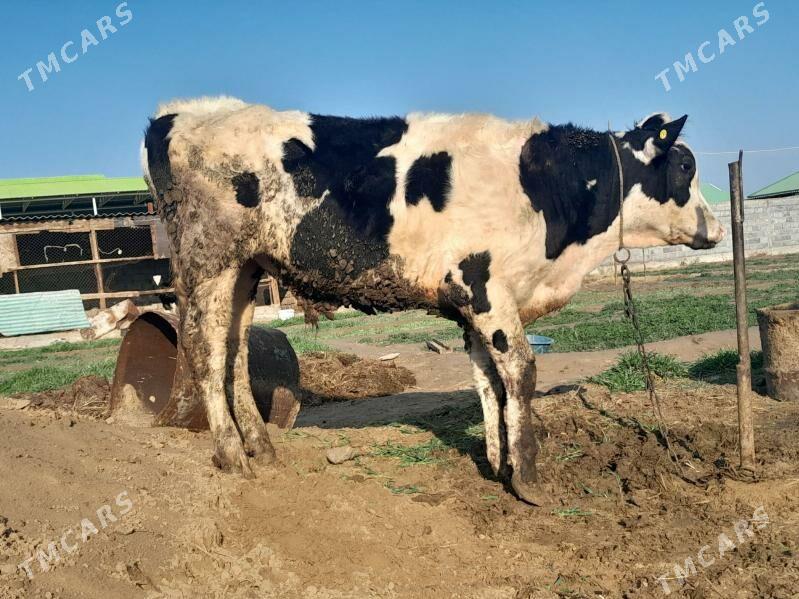 Galisdeyin - Gypjak - img 1