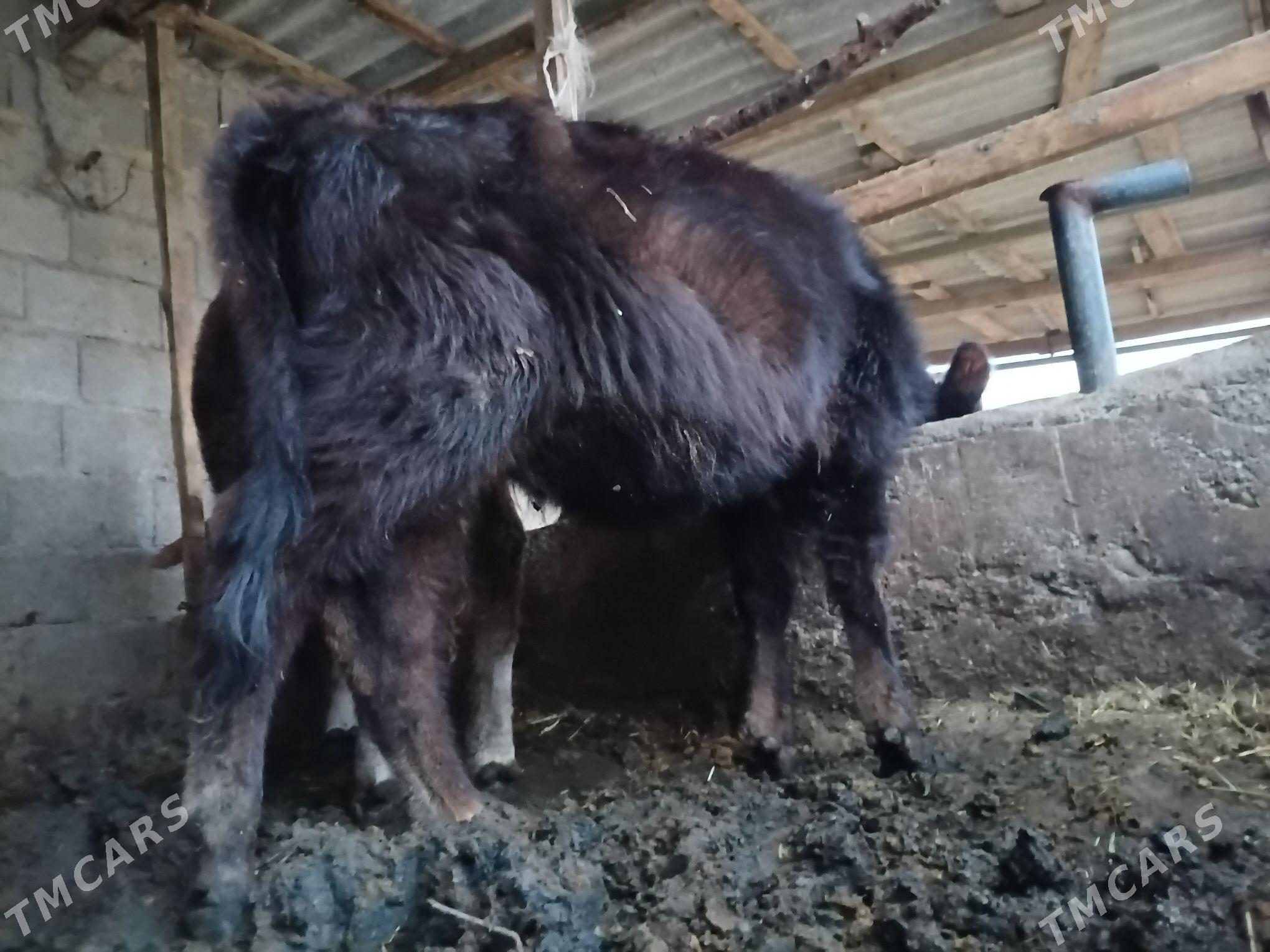 Şiwes Tüwe - Бахарден - img 1