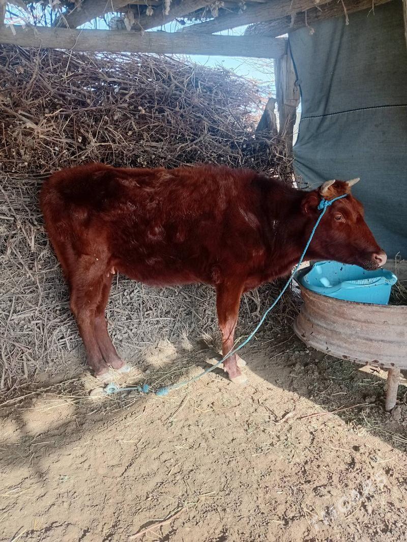 Unajyn - Türkmenabat - img 1