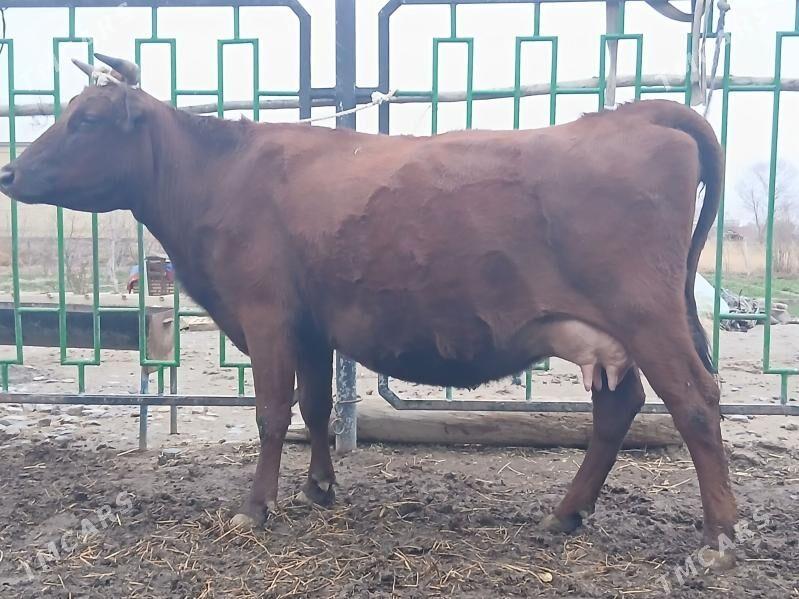 goleli - Векильбазар - img 1