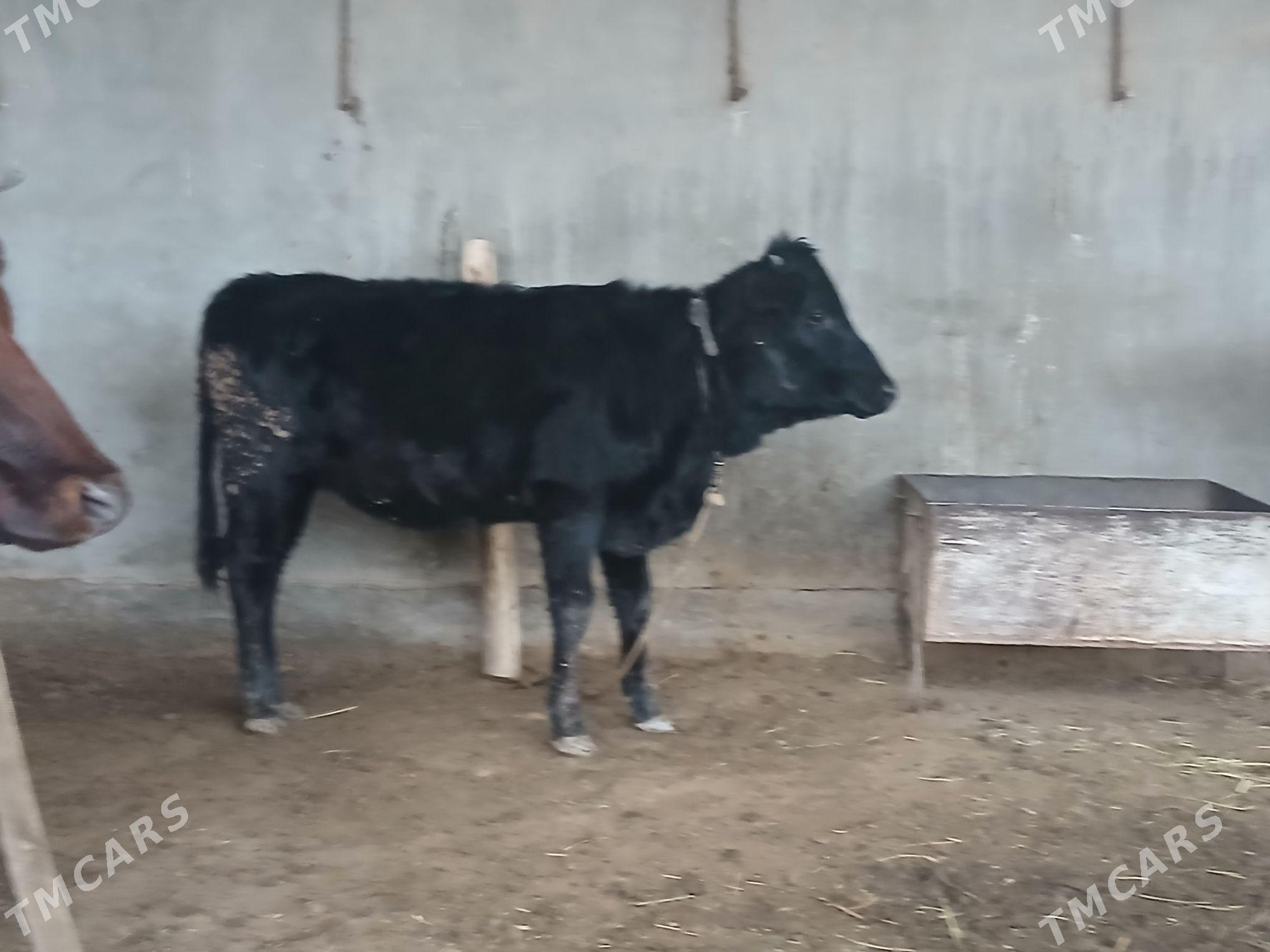 gole - Wekilbazar - img 1