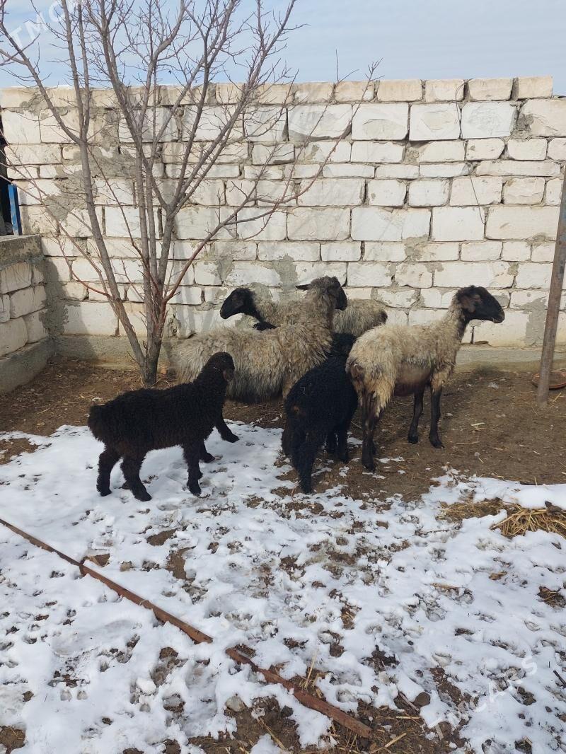 Guzyly goýyn - Гёкдепе - img 1