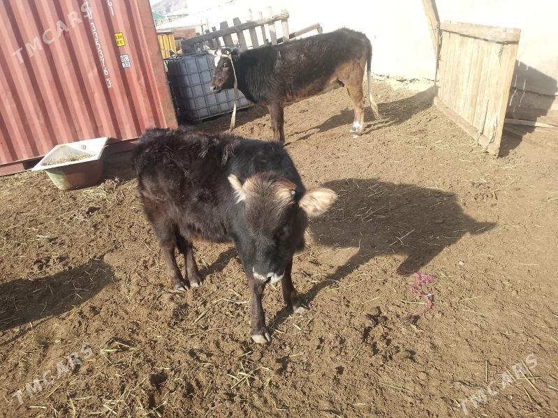 сыгыр гачарлар - Balkanabat - img 1