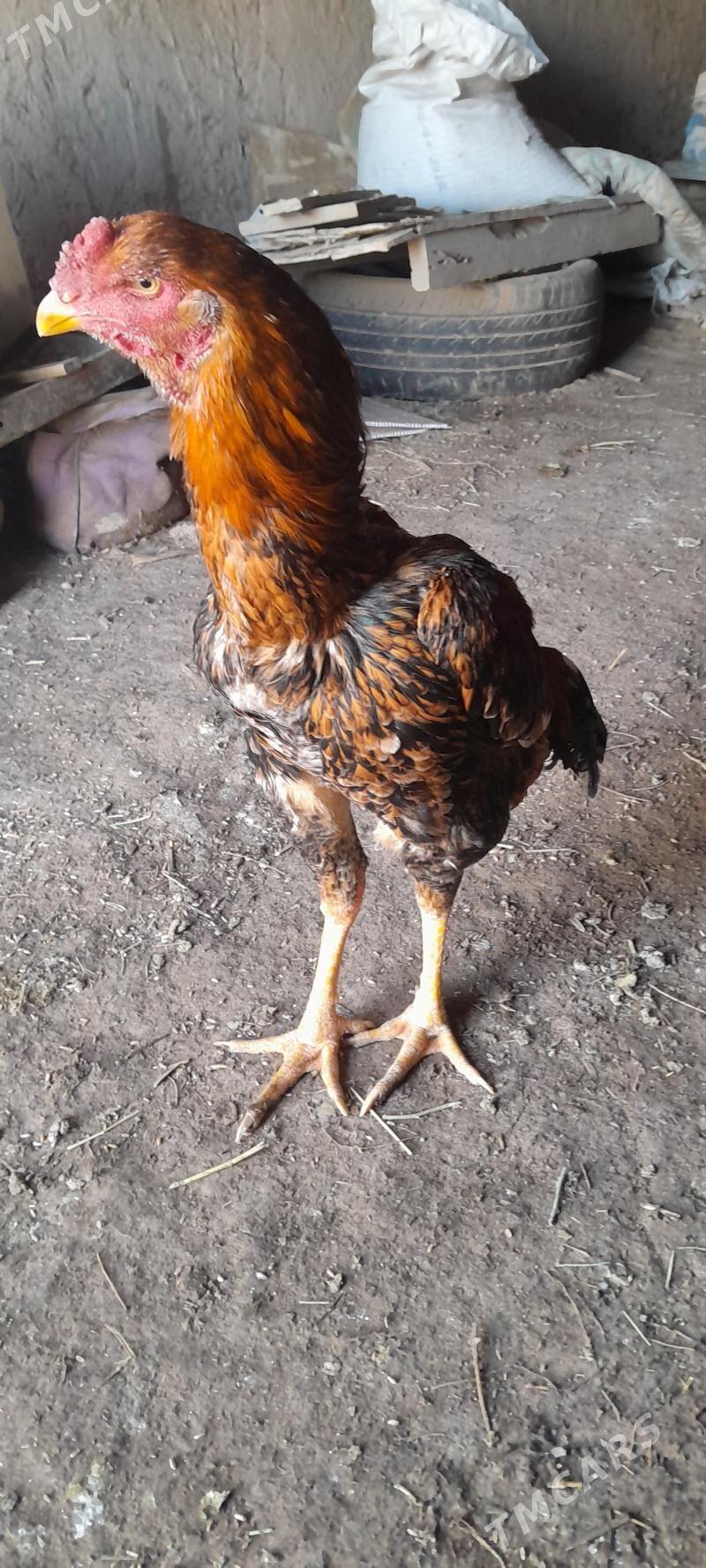 horaz - Гороглы (Тагта) - img 1