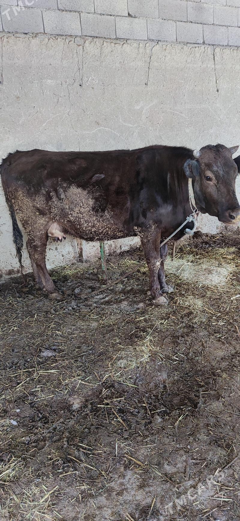 sagmly sygyr - Bäherden - img 1