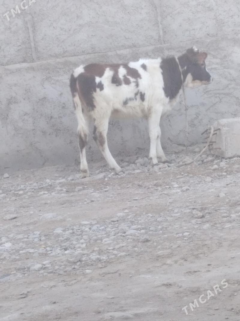 Gacar sygyr - Балканабат - img 1