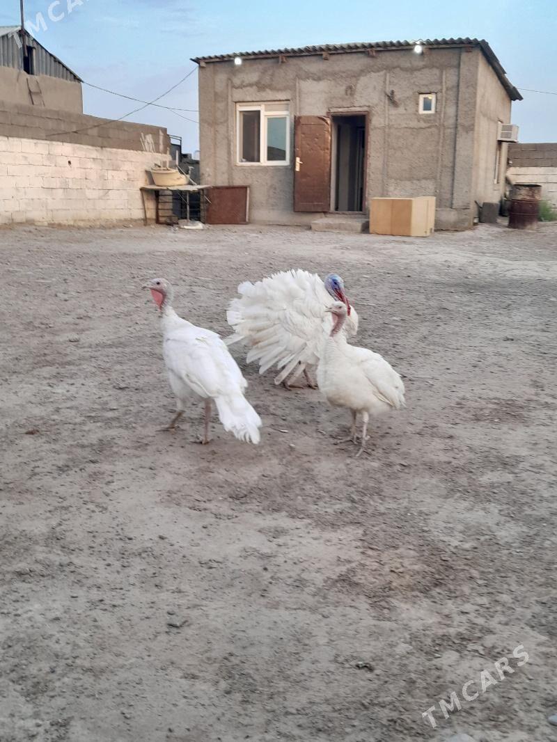 induk - Täze zaman - img 1