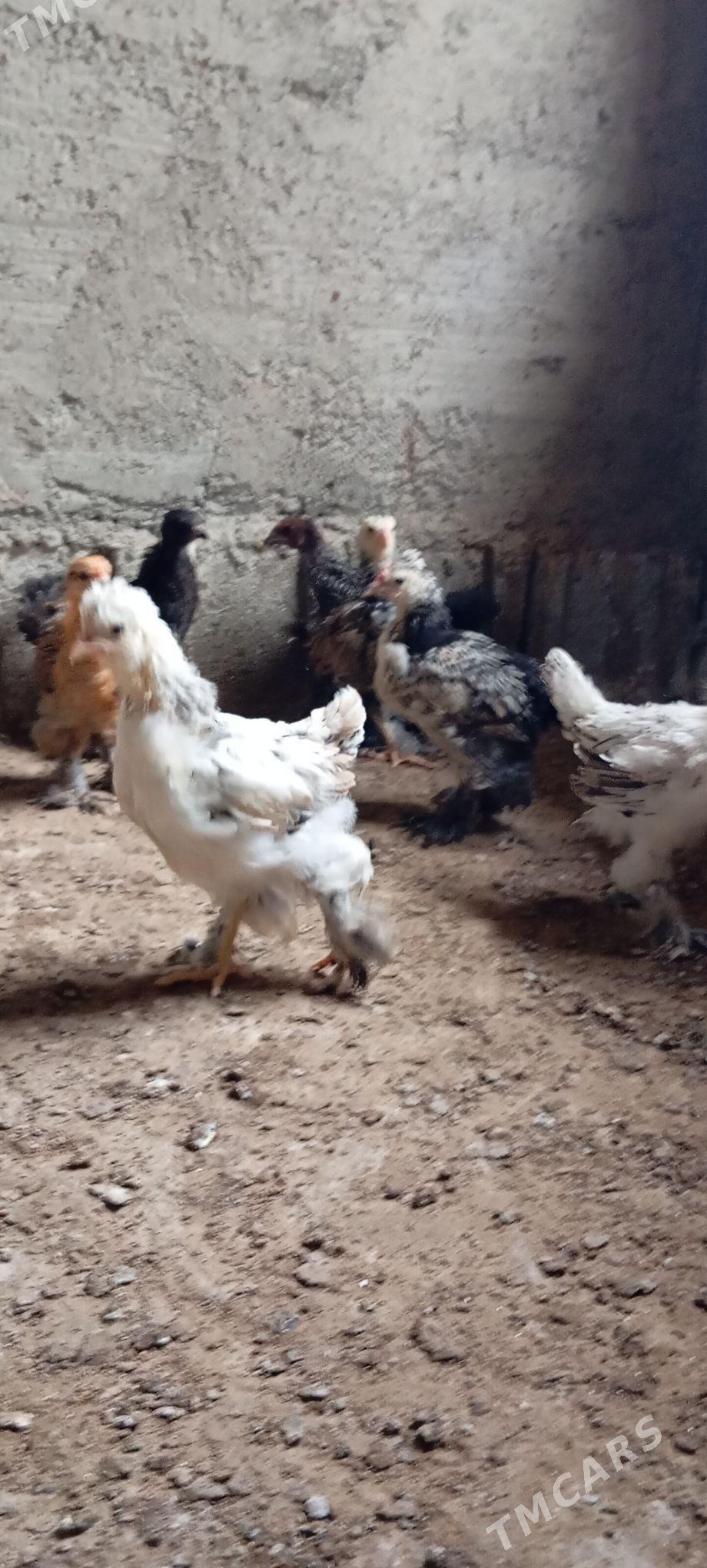 Balgar juje - Bäherden - img 1