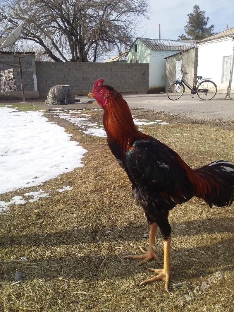 Taşkent - Гёкдепе - img 1